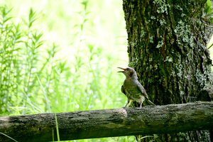 025_250722174 X900 箱根湿性花園 ひよどり？ Z50 Z50-250.jpg