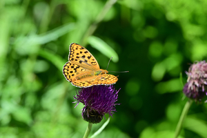 018_250713163 X900 ◎ウラギンヒョウモン 山野草公園 入笠山 Z50 105mc.jpg