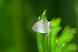 102_250819703s X900◎クマソ 豫章館 飫肥城跡 D50.jpg