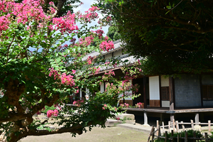 098_250819689 X900 〇飫肥城跡 D50.jpg