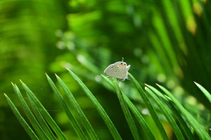 101_250819696 X900 ◎クマソ 豫章館 飫肥城跡 D50.jpg