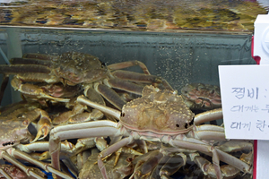 183_2508211142 X900 〇韓国麗水 海鮮市場 Z50.jpg