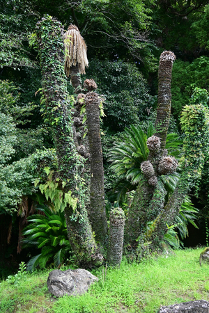 097_250819686 X900 飫肥城跡 ソテツ D50.jpg