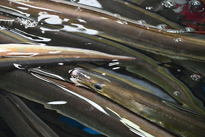 177_2508211126 X900 韓国麗水 海鮮市場 Z50.jpg