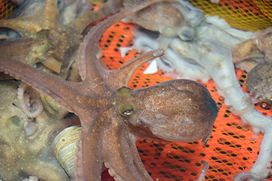 179_2508211128 X900 〇韓国麗水 海鮮市場 Z50.jpg