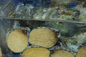 180_2508211129 X900 韓国麗水 海鮮市場 Z50.jpg