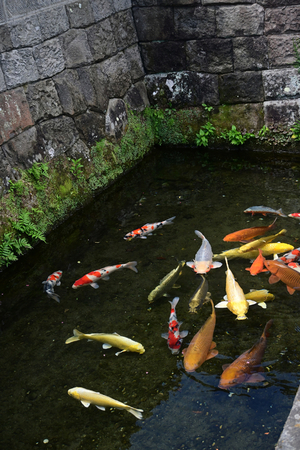 111_250819728 D900 ◎鯉泳ぐ建造物群保存地区 D50.jpg