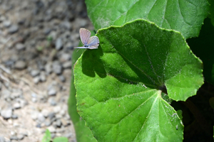 123_250819776 X900 クマソ 五平津神社 油津 D50.jpg