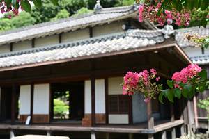 100_250819694 X900 〇サルスベリ 豫章館 飫肥城跡 D50.jpg