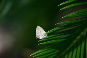 103_250819706 ◎X900 クマソ 豫章館 飫肥城跡 D50.jpg