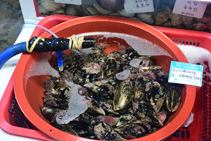 176_2508211120 X900 韓国麗水 海鮮市場 Z50.jpg