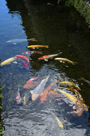 110_250819727 X900 〇鯉泳ぐ建造物群保存地区 D50.jpg