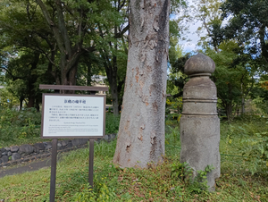 007_X900 IMG_20251017_111445.jpg