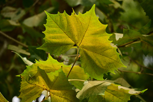 015_250930072 X900 アメリカスズカケノキ 保土ヶ谷公園 Z50 50-250.jpg