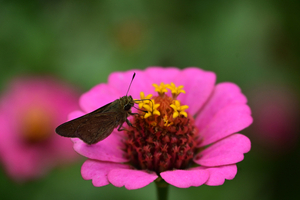 010_251019005 X900 〇峰岡公園 チャバネ Z50 Z18-140.jpg