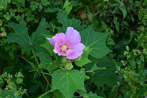 008_250926071 X900 〇フヨウ 舞岡公園 Z50 50-250.jpg