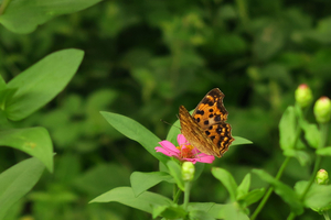 001_250921012 X900 峰岡公園 G7x.jpg