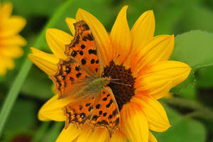 008_251008034m X900 〇峰岡公園 G7X.jpg