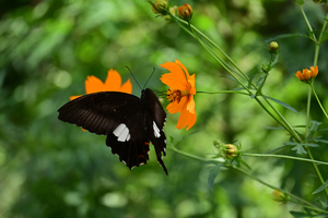 007_250930021 X900 〇モンキアゲハ 保土ヶ谷公園 Z50 50-250.jpg