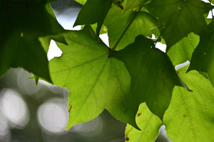 011_250930040 X900 モミジバフウ 保土ヶ谷公園 Z50 50-250.jpg