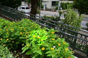 014_251019038tm X900 ▲保土ヶ谷区役所 ヤマト・メランポジウム Z50 Z18-140.jpg