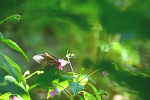 007_250926060 X900 ▲ナガサキアゲハ 舞岡公園 Z50 50-250.jpg