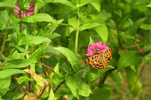 002_250921007t X900 ◎「キタテハ斑紋異常 峰岡公園 G7x.jpg