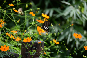 002_250930009 X900 〇モンキアゲハ 保土ヶ谷公園 Z50 50-250.jpg