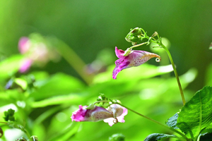 006_250926063 X900 ツリフネソウ 〇舞岡公園 Z50 50-250.jpg