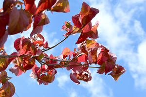 018_251028102 8900 ◎星川駅付近 ハナミズキ Z50 Z50-250.jpg