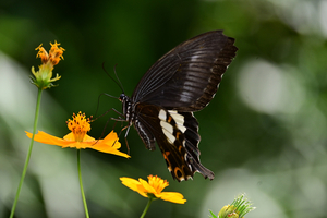 009_250930034 X900 ◎モンキアゲハ 保土ヶ谷公園 Z50 50-250.jpg