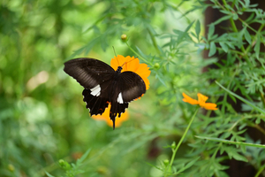 005_250930015 X900 〇モンキアゲハ 保土ヶ谷公園 Z50 50-250.jpg