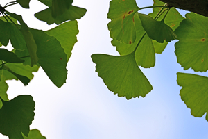 012_250930041 X900 イチョう 保土ヶ谷公園 Z50 50-250.jpg