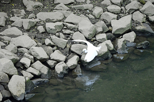 015_251019047 X900 ◎下星川駅 コサギ Z50 Z18-140.jpg