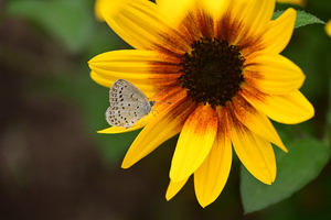 011_251019012 X900 ◎峰岡公園 ヤマト Z50 Z18-140.jpg