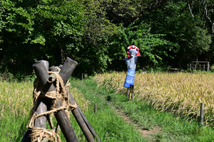 013_250926101 X900 案山子 舞岡公園 Z50 50-250.jpg