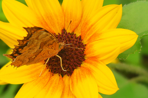 009_251008036 X900 峰岡公園 G7X.jpg