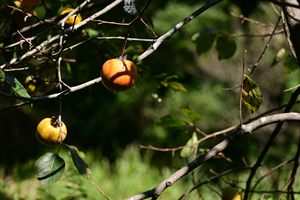 009_250926072 X900 〇柿 舞岡公園 Z50 50-250.jpg