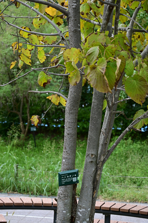 017_250930087 X900 ハンカチノキ 保土ヶ谷公園 Z50 50-250.jpg