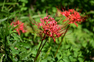 005_250926036 X900 〇ヒガンバナ 舞岡公園 Z50 50-250.jpg