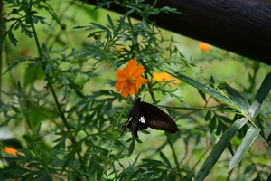 004_250930012 X900 〇モンキアゲハ 保土ヶ谷公園 Z50 50-250.jpg