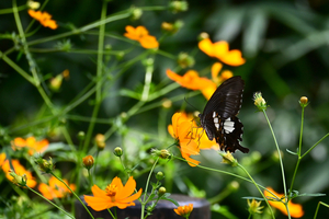 003_250930010m X900 〇モンキアゲハ 保土ヶ谷公園 Z50 50-250.jpg