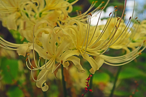 004_250930114 X900 法性寺 G7X.jpg