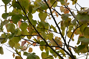 018_250930089 X900 ハンカチノキ 保土ヶ谷公園 Z50 50-250.jpg