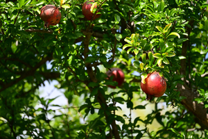 001_250930001 X900 ざくろ 保土ヶ谷公園 Z50 50-250.jpg