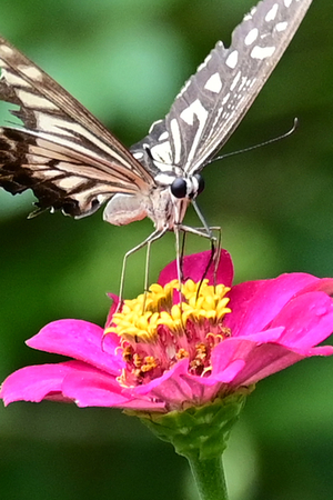 003_250930107t  X900 峰岡公園 Z50 50-250.jpg