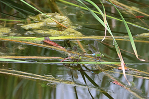 016_250930076 X900 〇トンボのつがい 保土ヶ谷公園 Z50 50-250.jpg