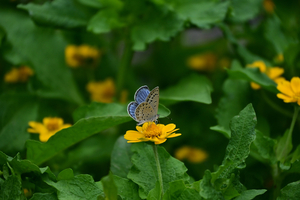 013_251019035 X900 ◎保土ヶ谷区役所 ヤマト・メランポジウム Z50 Z18-140.jpg