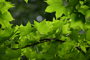 010_250930039 X900 〇モミジバフウ 保土ヶ谷公園 Z50 50-250.jpg