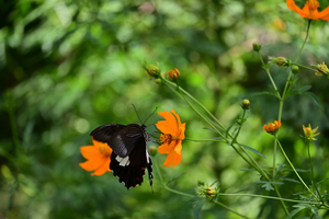 006_250930018 XC900 〇モンキアゲハ 保土ヶ谷公園 Z50 50-250.jpg